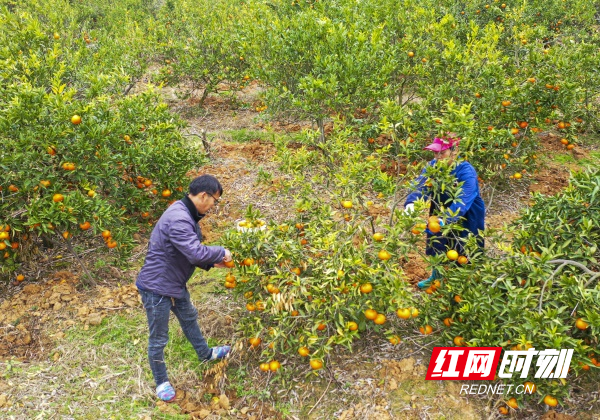 俩塘村有多少人口_西畴县有多少人口(3)