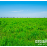 【生态文明@湿地】黑龙江蚂蚁河三角洲——东方白鹳的家园