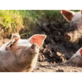 涨知识|9000年来,人类如何“与猪同行”?