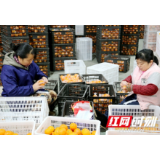 洪江市：26吨黔阳冰糖橙出口加拿大