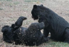 云南：红外相机拍摄到两只黑熊