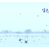生态文明@湿地丨候鸟共舞 江苏盐城湿地冬日显生机