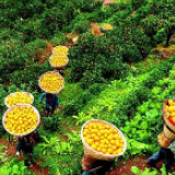 “小橙”助脱贫是一张“幸福答卷”