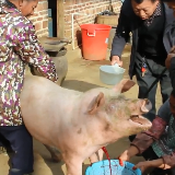 视频丨道县民俗：杀年猪 迎新年