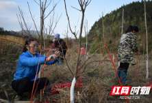 帮扶在一线 | 通道：桃园修剪整枝促丰产丰收