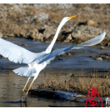 【生态文明@湿地】到格尔木探寻高原湿地的白鹭踪迹
