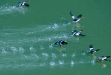 双牌日月湖举行自然保护地调查摸底工作会议