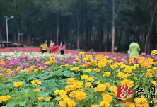 祁阳：冬日鲜花惹人醉