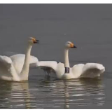 【生态文明@湿地】人与天鹅和谐共生 三门峡打造湿地自然生态