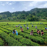 各地就业脱贫在行动 致富道路越走越稳