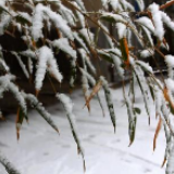 今起“三九” 长沙雨雪登场！持续低温！