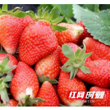 江华：冬日草莓俏 日子节节高