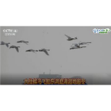 【生态文明@湿地】候鸟“恋”上洞庭湖，回归自然成就的奇妙缘分 