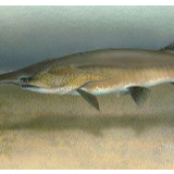 为避免步长江白鲟后尘，东海大黄鱼正在接受野化训练