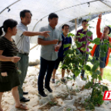 柔性引才看醴陵⑥丨浦缘蔬菜合作社：专家“组团式”服务，赋能农业发展