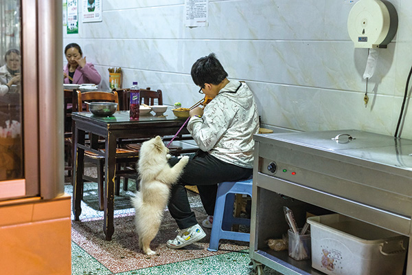 2019年3月29日，梅花街一间小吃店里，一名小男孩正在吃晚餐，宠物犬趴在他的腿上同样渴望吃到美食。
