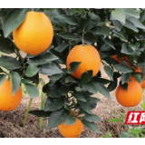 新田：成立柑橘产业协会 做大做强富硒柑橘产业
