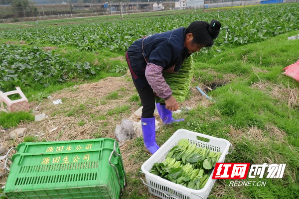 村民采收_副本.jpg