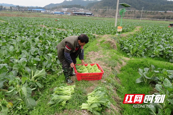 整理蔬菜_副本.jpg