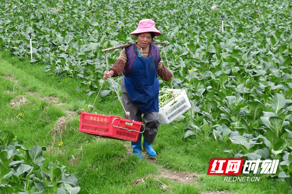 菜心出田_副本.jpg