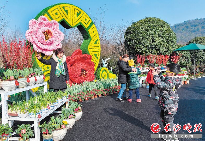 　　1月12日，2020长沙（莲花）新春园艺花会在岳麓区莲花镇龙洞花卉谷举行。长沙晚报全媒体记者 邹麟 摄