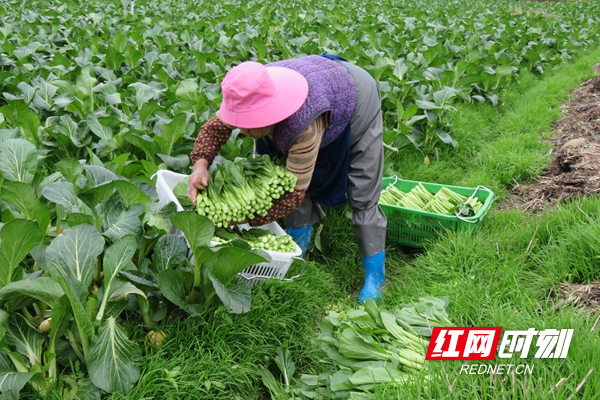 采摘蔬菜_副本.jpg