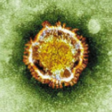 武汉通报肺炎情况：不能排除有限人传人可能