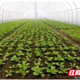 从田园到餐桌 邵东最大的蔬菜基地在这里
