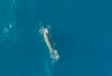 国内首次拍摄到布氏鲸水下影像 体重可达15吨