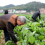 湘潭县：“一把蔬菜”将村民引上致富路
