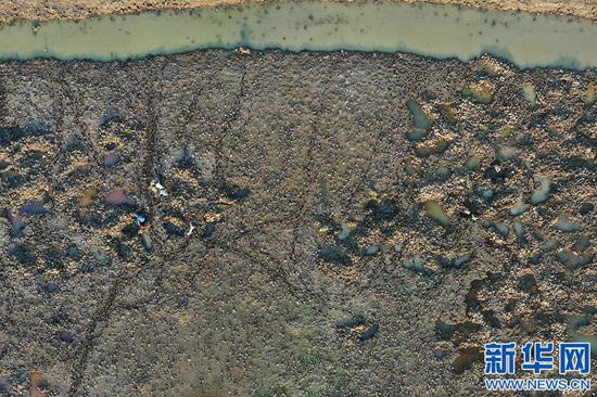 图为航拍下的新余市渝水区罗坊镇邦甫村百亩湖藕种植基地，挖藕人正在基地采收湖藕。新华网 杨益民摄