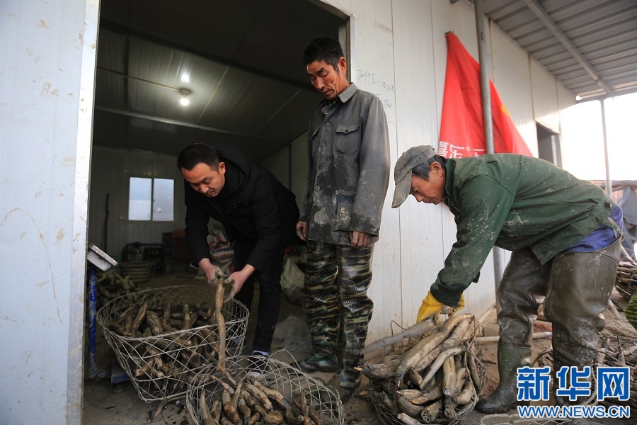  一天时间，付毛子挖了70斤湖藕，按一斤3元钱价格计算，付毛子这天能赚210元钱。图为付毛子和同伴正在称量一天采收的湖藕。新华网 杨益民摄