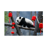 大熊猫宝宝贺新春