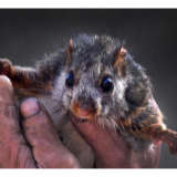 飞鼠托起乡亲致富梦