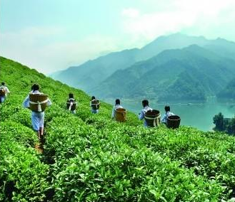 2019年湖南茶叶综合年产值达910亿元