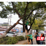 清理断枝除隐患 畅行春运保安全