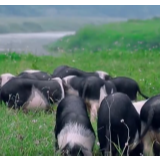 为了您桌上的那块好猪肉，宁乡这回拼啦！