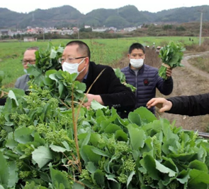 宜章县龙村瑶族村50吨“爱心菜”免费送到疫情防控一线