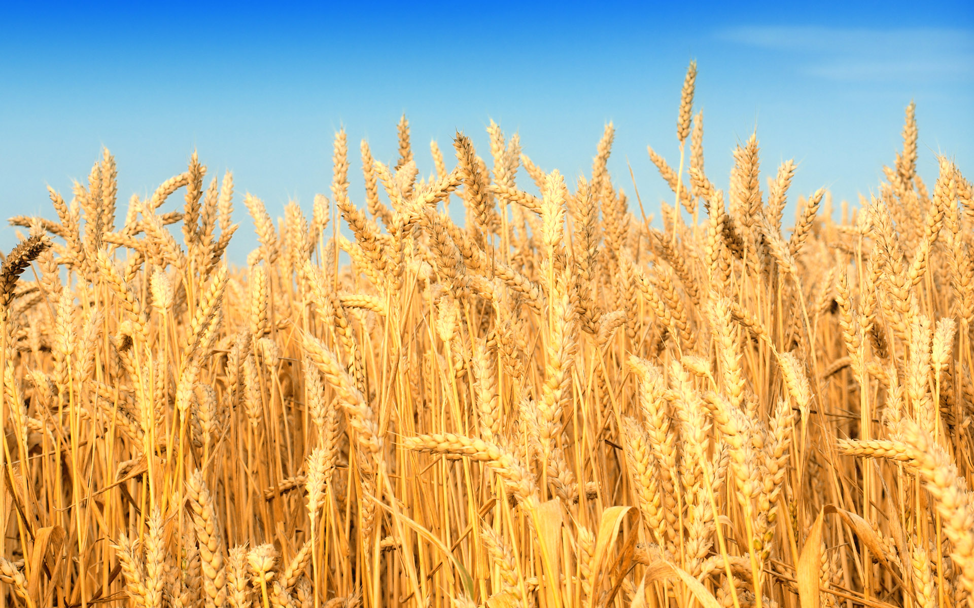 麦强粉弱持续 年后小麦市场如何演绎