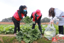 衡山县萱洲镇：农户捐赠3000斤蔬菜 党员干部提供“一条龙”服务