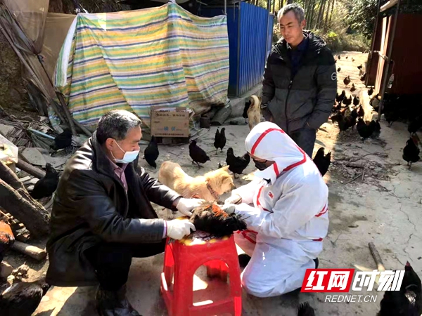 對該場雞進行免疫注射,並進行全場消毒.