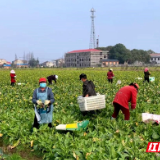 南县:防疫生产两手抓 立春时节复工忙
