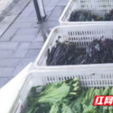 爱心菜苔免费 大通湖蔬菜大户赠乡民