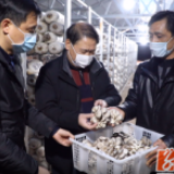 双牌：抢抓农业生产 保障“菜篮子”供应