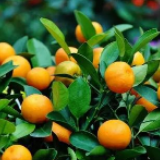 回龙圩：“订单采摘，叫‘号’收购”成了柑橘收购新方式