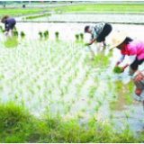 春耕备耕忙 播种新希望
