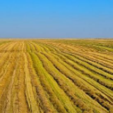 国家粮食和物资储备局：安排投放部分政策性玉米 增加湖北等部分南方饲料加工企业原料供应