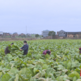 保供在株洲丨茶陵：全力保障“菜篮子”安全 确保蔬菜市场稳定有序