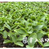 保供在株洲|渌口区强化三举措，掀起春耕备耕热潮