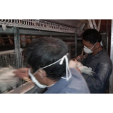 冷水滩区高溪市镇:防控禽流感 保障养殖业发展和群众身体健康